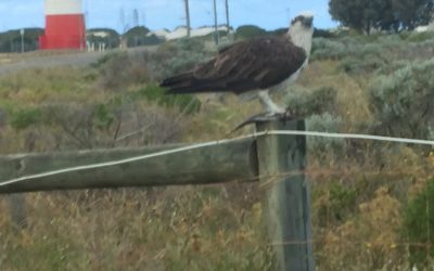 Osprey n Sea Spray
